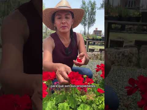 Agricultura Urbana: La historia de las Flores Comestibles en la Ciudad 🌿