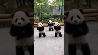 パンダのダンス