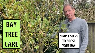 Bay Tree Care | Top Ten Tips