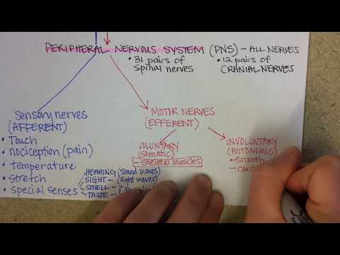 Nervous System Overview