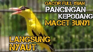 Download lagu suara masteran dan pancingan burung kepodang gacor full isian mp3