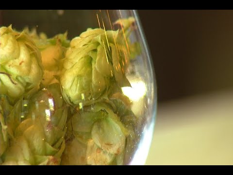 BrewVine: The Workshop Brewing Company