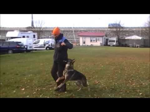 Illy vom Spektefeld mit 9 Mon.