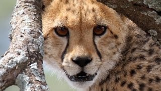 Great Migration and river crossing Serengeti 2013