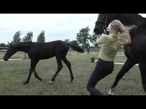 Sudweyher Fohlentermin 2020 - Kat.-Nr. 03