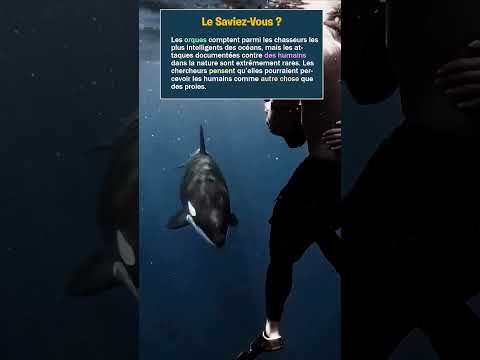 🐋🤯 Pourquoi les orques n’attaquent presque jamais les humains dans la nature