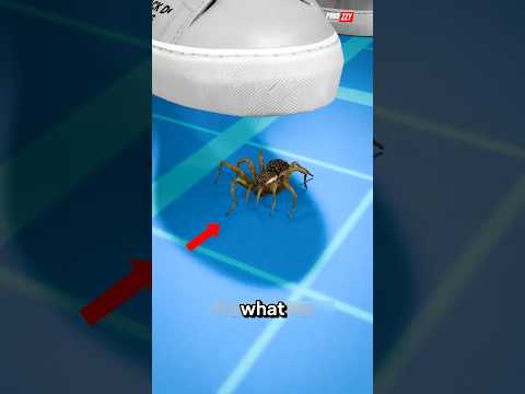 😳 Don’t Step on Spiders?