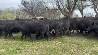 54 Vacas Nuevas Preñadas - Nestor Hugo Fuentes S.A. - Plaza Ganadera