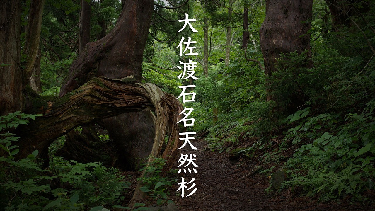 Osado Ishina Natural Cedar Forest