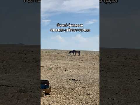 Әкесімен кездесті. #horse #моялошадь #лошади #лошадки #арабскиелошади