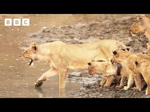 Lion cubs cross croc-infested waters | Kingdom – BBC