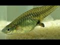 4 Guppy Fish Foods To Help Them Reproduce Quickly