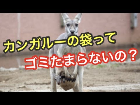 カンガルーの袋は何のためにあるのですか?
