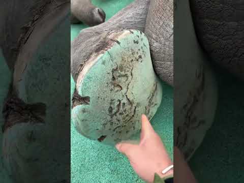 Zašto slonovi trebaju svakodnevno pranje stopala 🤯