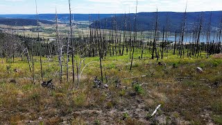 Regenerating a Post-Fire Landscape in the Interior Douglas-Fir Zone