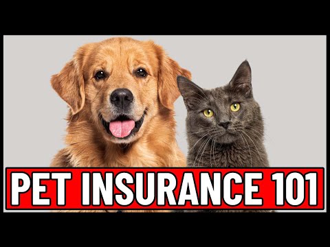 Basics of PET INSURANCE