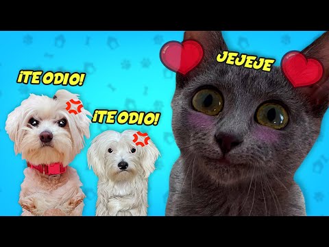 I'M PAMPERING MY BABY CAT BUT MY DOGS ARE JEALOUS!!