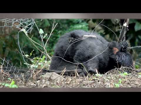 2023《一隻臺灣黑熊之死》 主題曲MV 見證我的努力