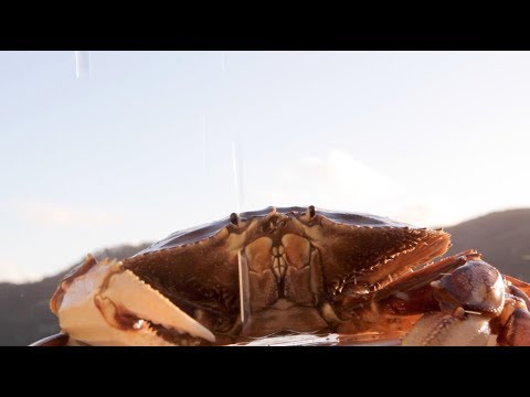 Fate of the Fisheries