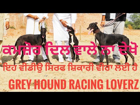 Episode 1 With Shikari Brotherhood || Grey Hound Dogs || Grey Hound Racing || Jassa Brar