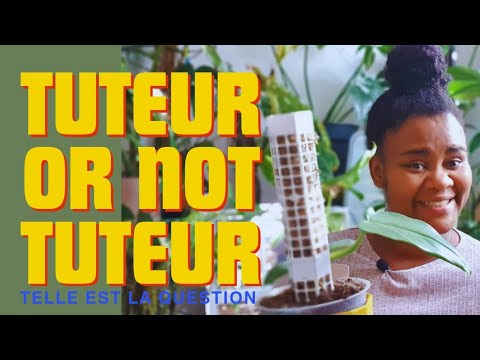 Question d'abonné : A QUOI SERVENT LES TUTEURS ?