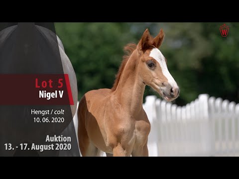 Online Foal Auction from August 13th to 17th, 2020: Lot 5 Nigel V Stallion by Neverland WE-Cosmop...
