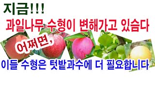 지금!!! 과일나무 수형이 변해가고 있습니다. 어쩌면 이들 수형은 텃밭과수에서 더 적극적으로 도입 적용할 필…