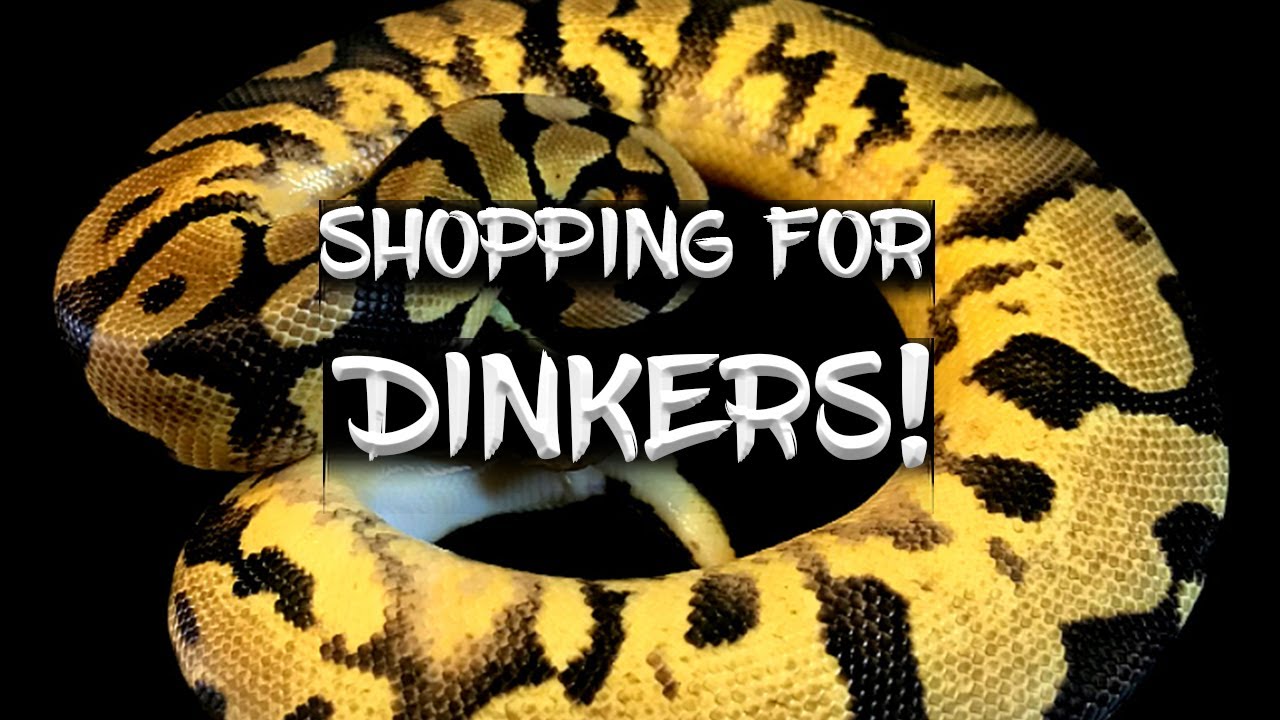 Shopping for 'Dinker' Ball Pythons
