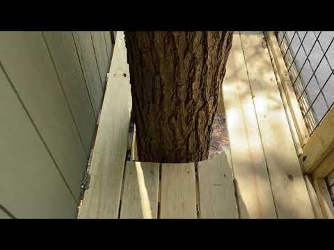 Tree house moving in the wind