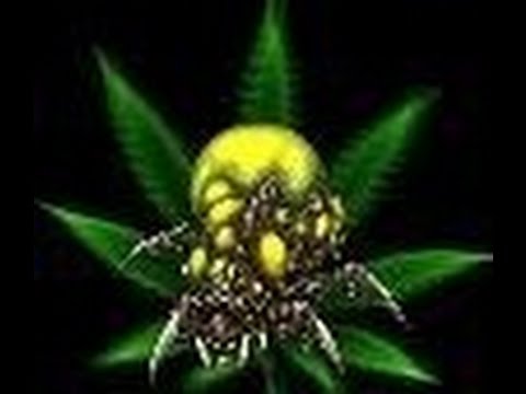 CatZ vs Alicia ZvP Starcraft2 HoTs