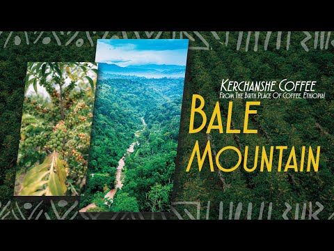 Bale Mountain: Elevating Ethiopian Coffee