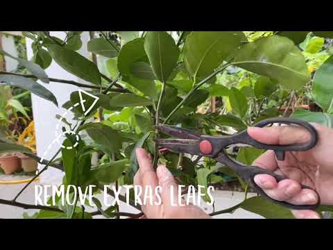 Air Layering : How To Root Melarosa Lemon