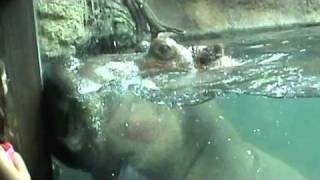 preview picture of video 'Hippopotamus - Close encounter'