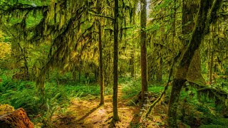Relaxing 4K Forest Walk – Summer Trails at Lake Desire Area, Washington (Real Nature Sounds)