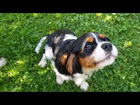 🥰 Barking 🐶 Cavalier King Charles Spaniel ❤️ puppy