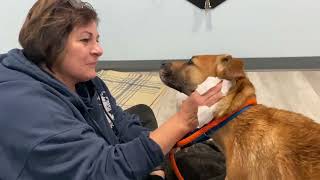 Video preview image #1 Labrador Retriever-Unknown Mix Puppy For Sale in Lewistown, PA, USA