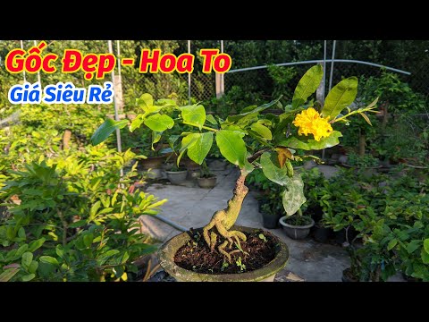 đã bán |23/4. BÁN CÂY MAI CÚC TƯ LONG 0902074660