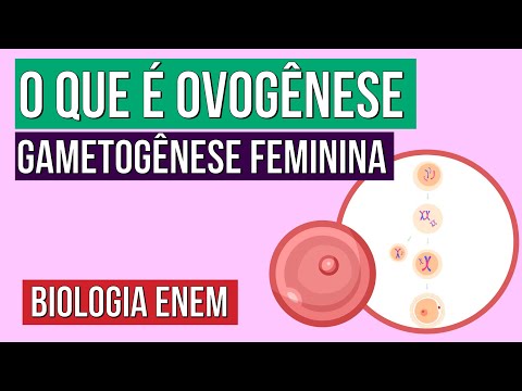 FEMALE GAMETOGENESIS: What is Oogenesis? | Biology Summary for Enem | Cláudia de Souza Aguiar