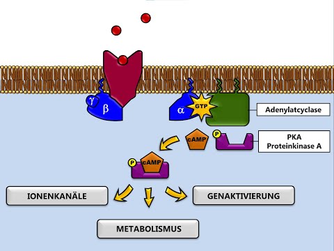 DIE SYNAPSE-04 - METABOTROPE REZEPTOREN