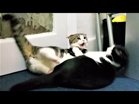 UFC: Ultimate Fighting Cats
