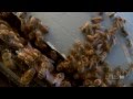 Documentary Nature - Silence of the Bees