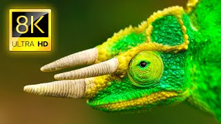 Exceptional Animals Collection in 8K ULTRA HD / Na