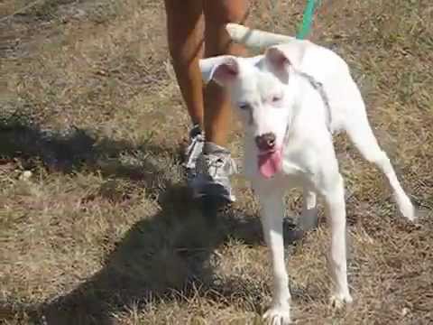 Jaydee - Adoptable Dog at www.prairiepaws.org