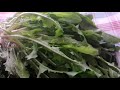 RADİKA SALATASI
