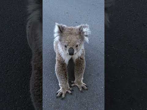 Koala Rescue #shorts #koala #wildlife #wildliferescue #animalrescue