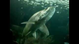 Bungaloo Punta Cometa