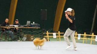 Sheltie at World Championship of Canine Freestyle Video