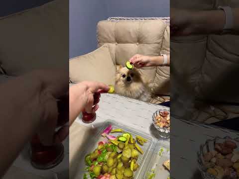 Sinirli köpek acı biber yedi !! #keşfet #shorts