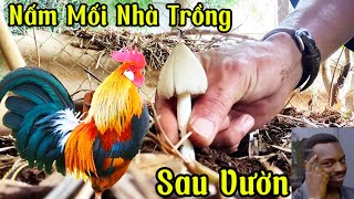 Nấm Mối Mọc Quanh Vườn Nhà 9/7#nammoi