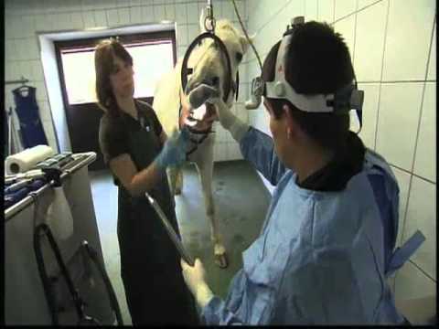 Zahnbehandlung und Zahnextraktion beim Pferd, Zahnstation Gessertshausen